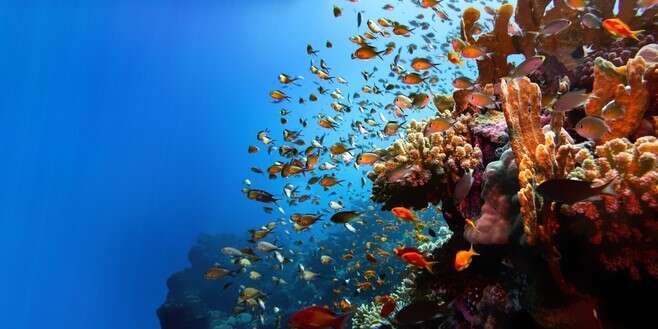 Biodiversity, UN, biological diversity