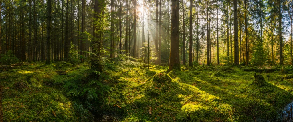 Trees in the forest - natural capital