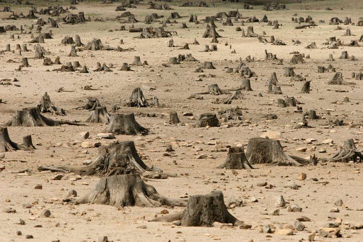 Deforestation